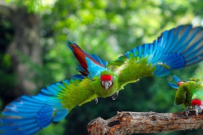 Amazzonia - Ecuador