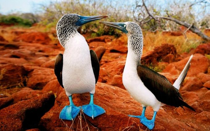 Galapagos - Ecuador - Mashipura Viajes