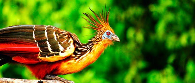 Perù  Shanshos Amazzonia