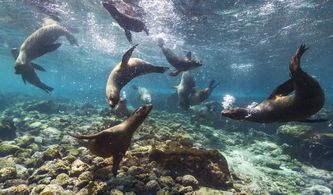 Galapagos - Ecuador - Mashipura Viajes